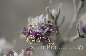 mauve flower